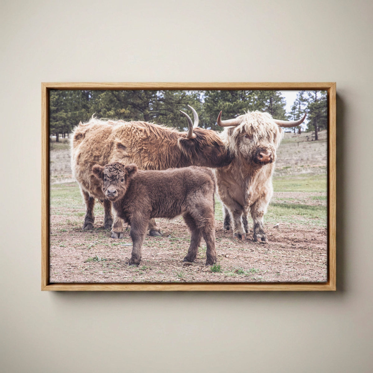 Highland Cow Nursery Canvas - Cute Animal Wall Art For Kids Room Canvas-Natural Oak Float Frame / 12 x 18 Inches