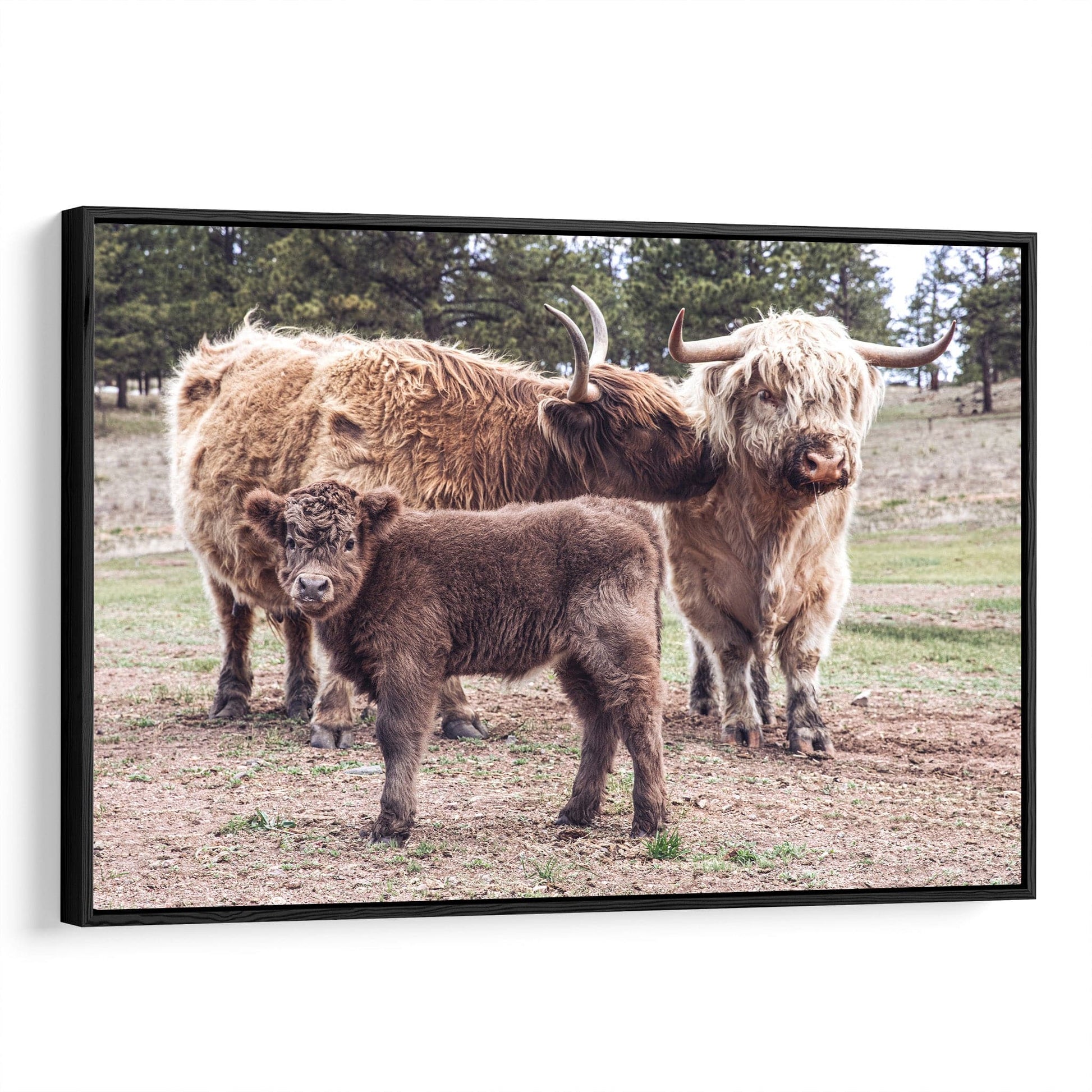 Highland Cow Nursery Decor Canvas-Black Frame / 12 x 18 Inches Wall Art Teri James Photography