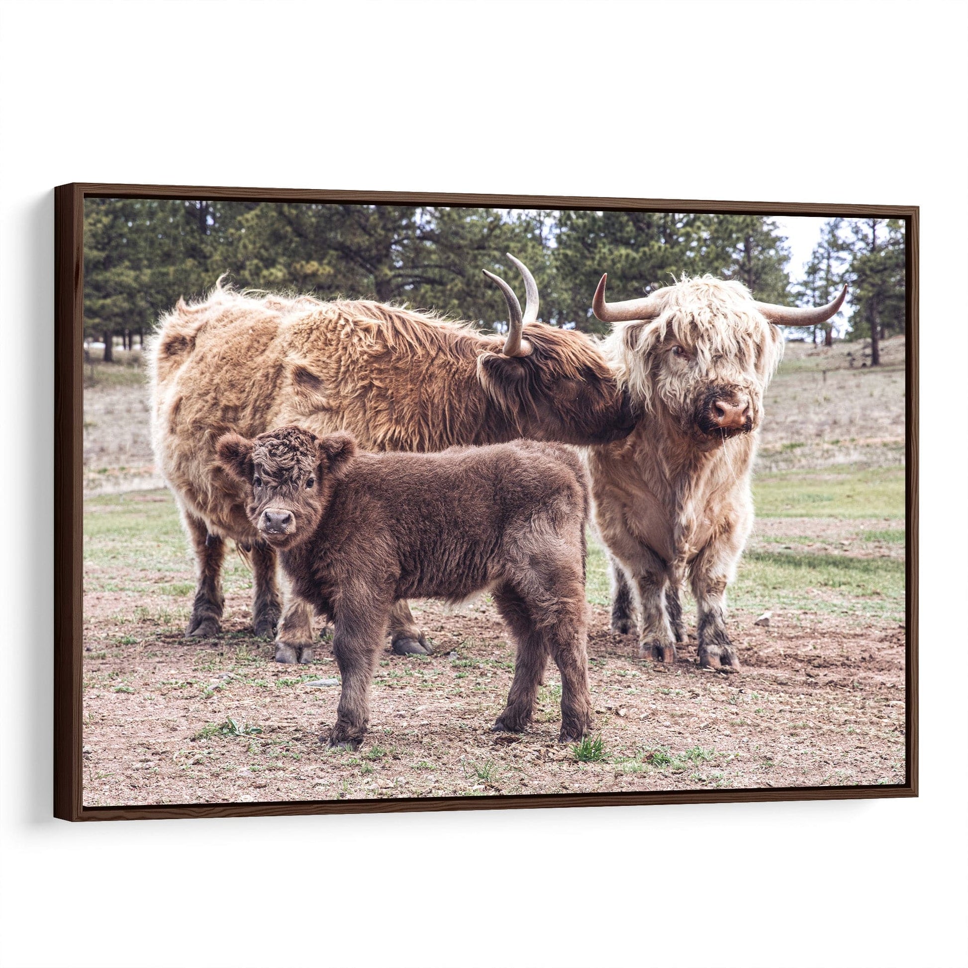 Highland Cow Nursery Decor Canvas-Walnut Frame / 12 x 18 Inches Wall Art Teri James Photography