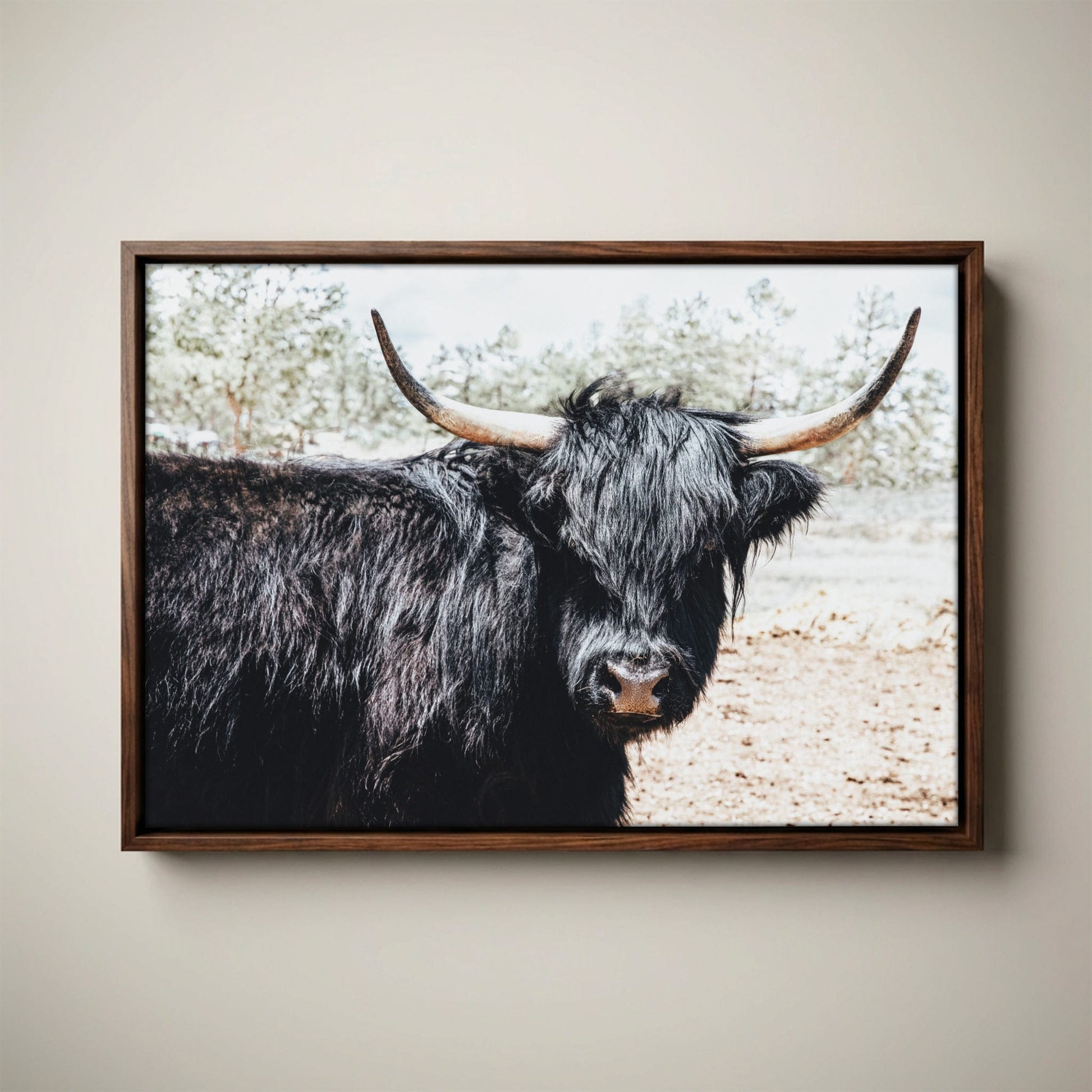 Highland Cow Picture - Rustic Farmhouse Framed Canvas Print