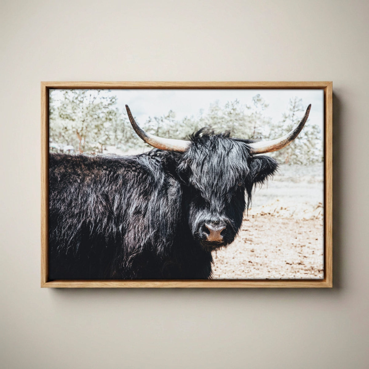 Highland Cow Picture - Rustic Farmhouse Framed Canvas Print Canvas-Natural Oak Float Frame / 12 x 18 Inches