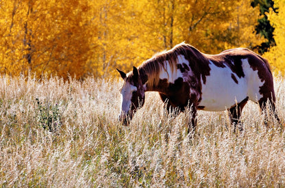 Horse Home Decor Canvas Wall Art Teri James Photography