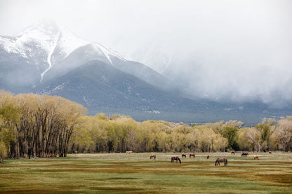 Horse Photography - Canvas Print of Horses in the Rocky Mountains Paper Photo Print / 12 x 18 Inches Wall Art Teri James Photography