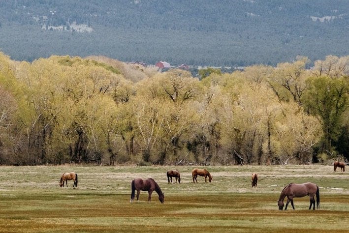 Horse Photography - Canvas Print of Horses in the Rocky Mountains Wall Art Teri James Photography