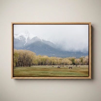 Horse Photography Canvas - Wild Horses Print Canvas-Natural Oak Float Frame / 12 x 18 Inches