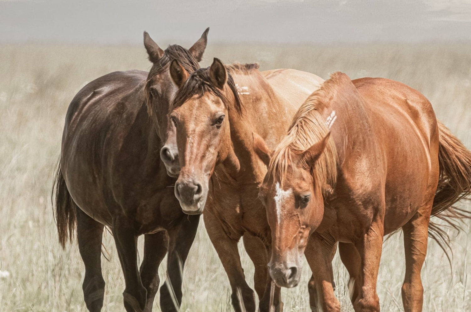Horse Wall Art - Old Friends on the Osage Wall Art Teri James Photography