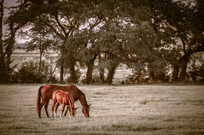Horse Wall Art - Western Ranch Decor Mounted Photo Print / 12 x 18 Inches