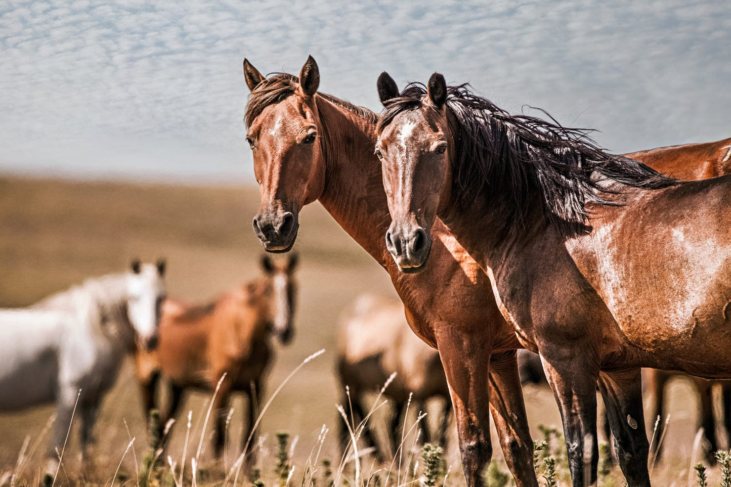 Horse Wall Art - Wild Horses of Osage County Mounted Photo Print / 12 x 18 Inches