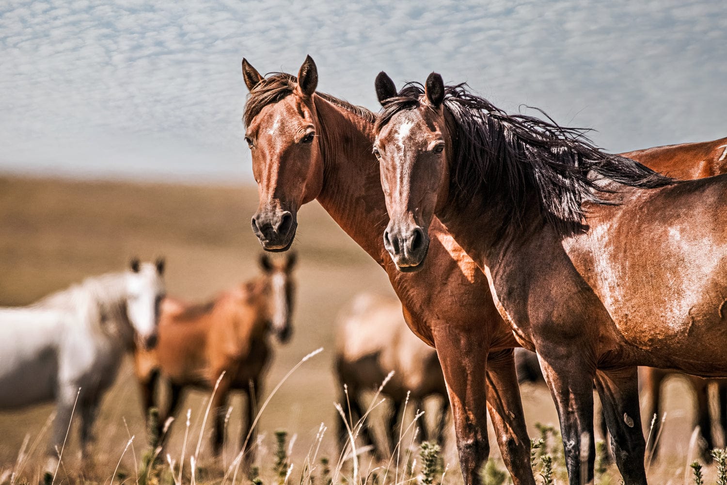 Horse Wall Art - Wild Horses of Osage County Mounted Photo Print / 12 x 18 Inches