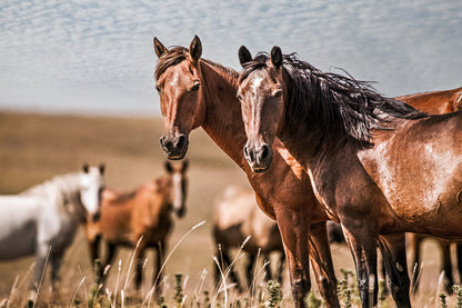 Horse Wall Art - Wild Horses of Osage County Mounted Photo Print / 12 x 18 Inches