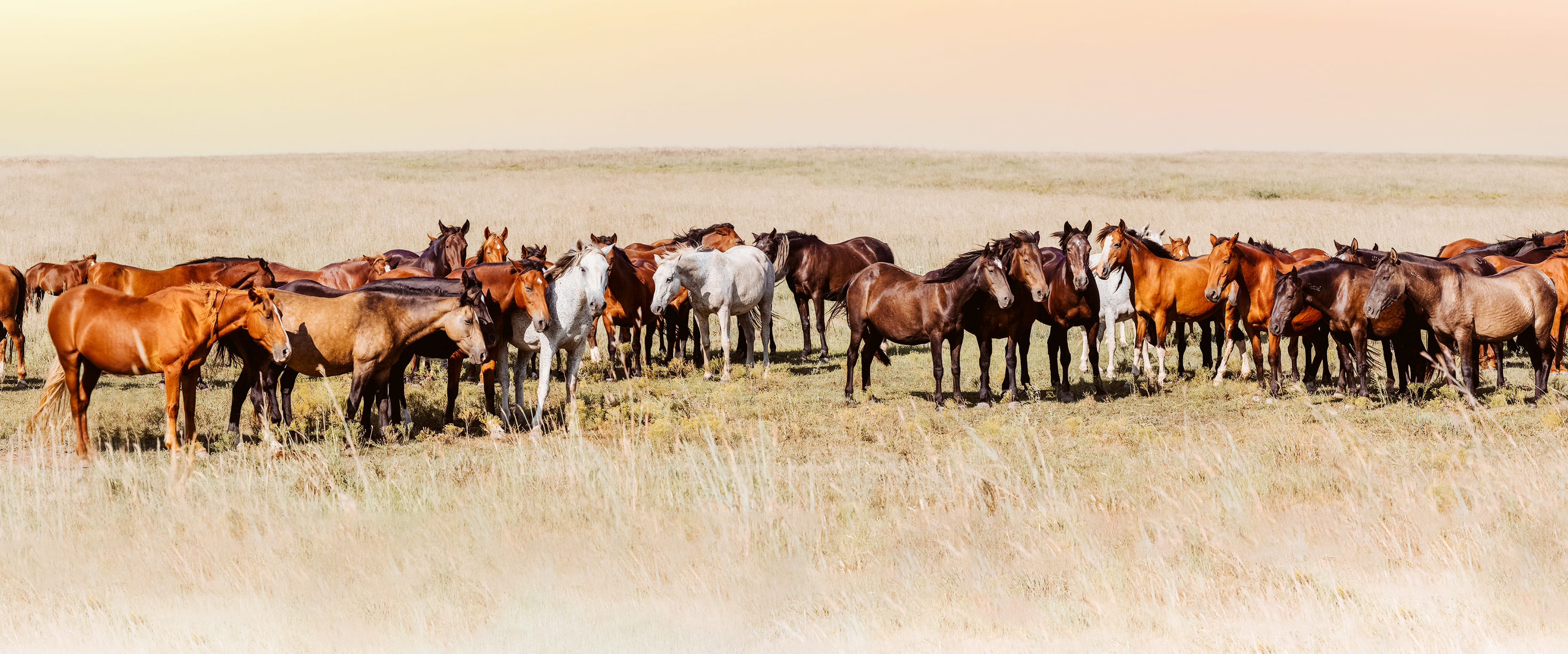 Horse panoramic canvas wall art for western or rustic decor.