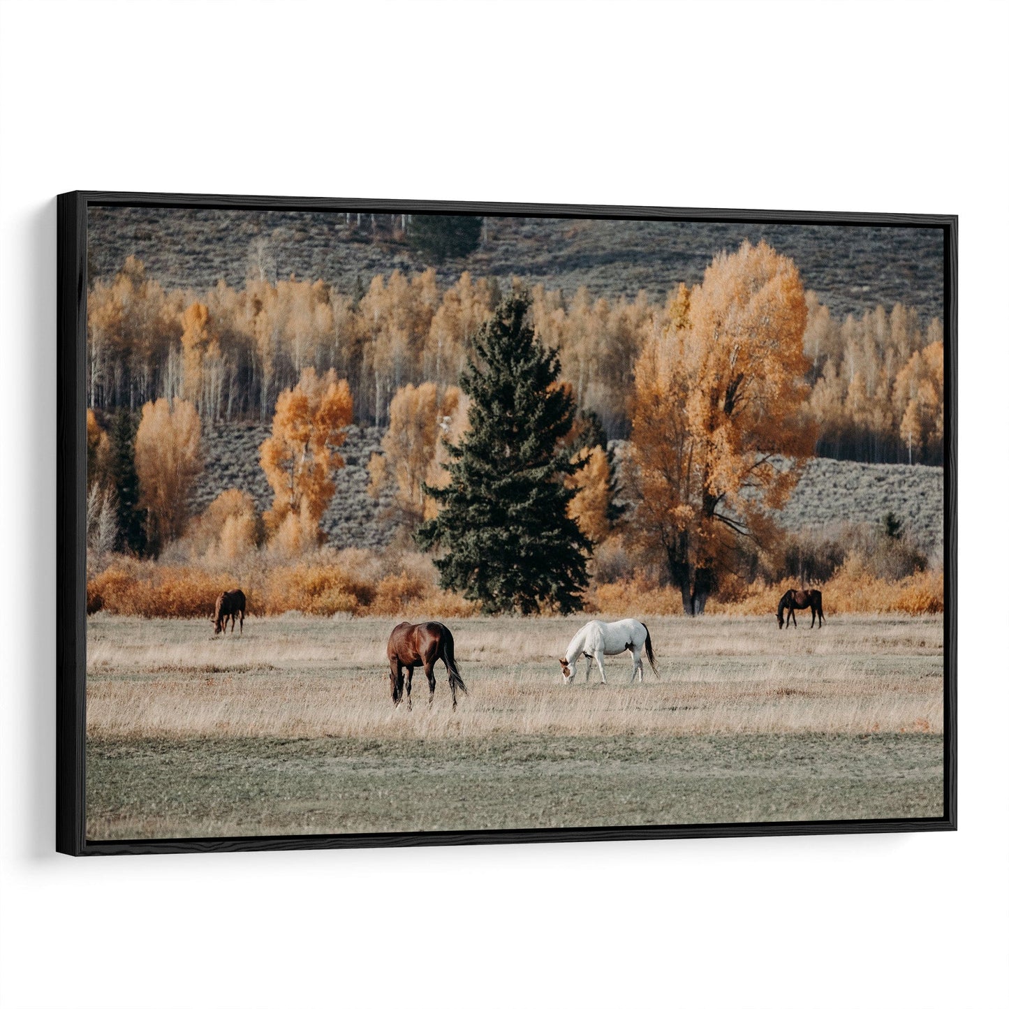 Horses in Fall Foliage Large Canvas Art Canvas-Black Frame / 12 x 18 Inches Wall Art Teri James Photography