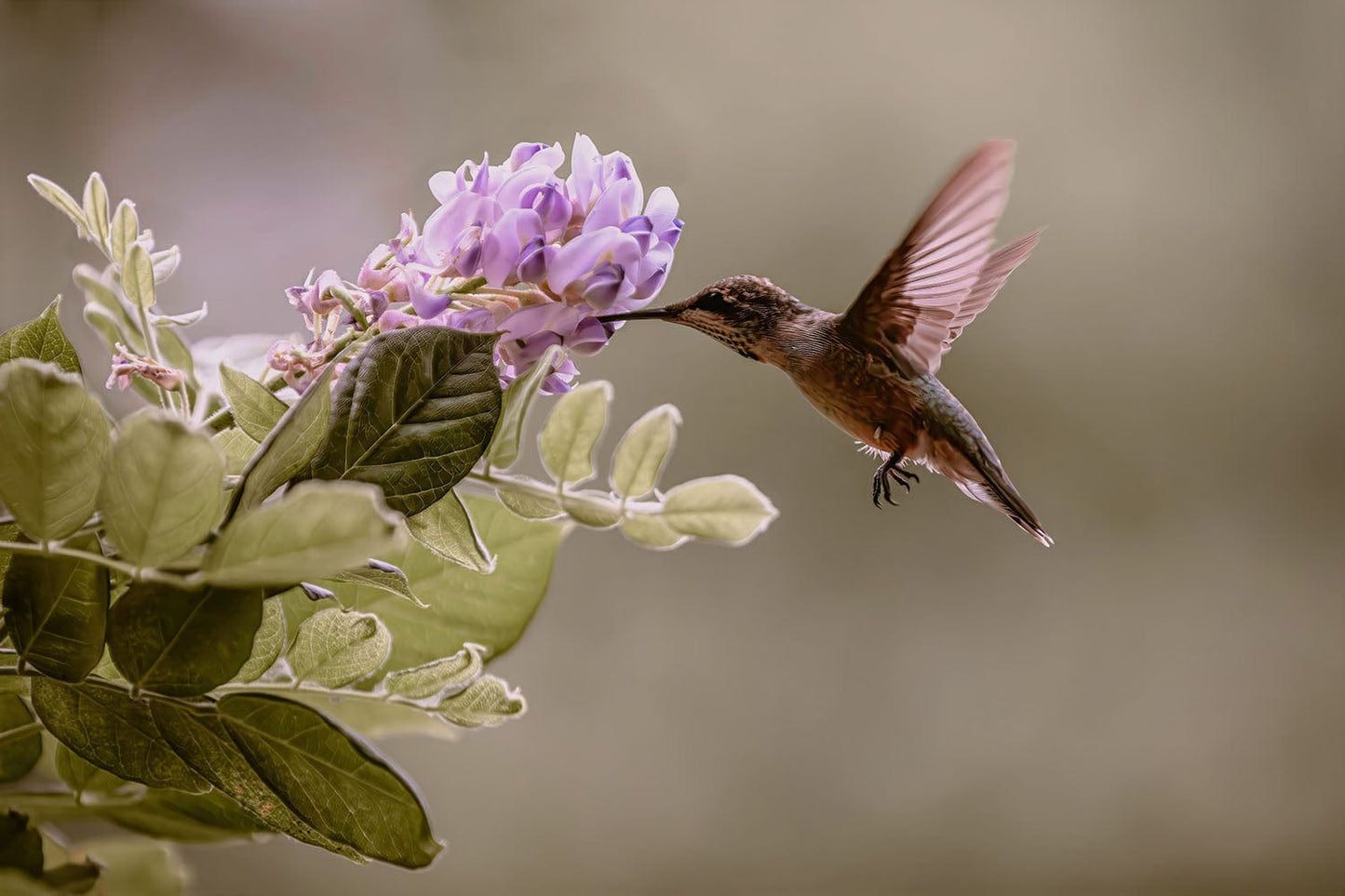 Hummingbird and Wisteria Photo Print Wall Art Teri James Photography