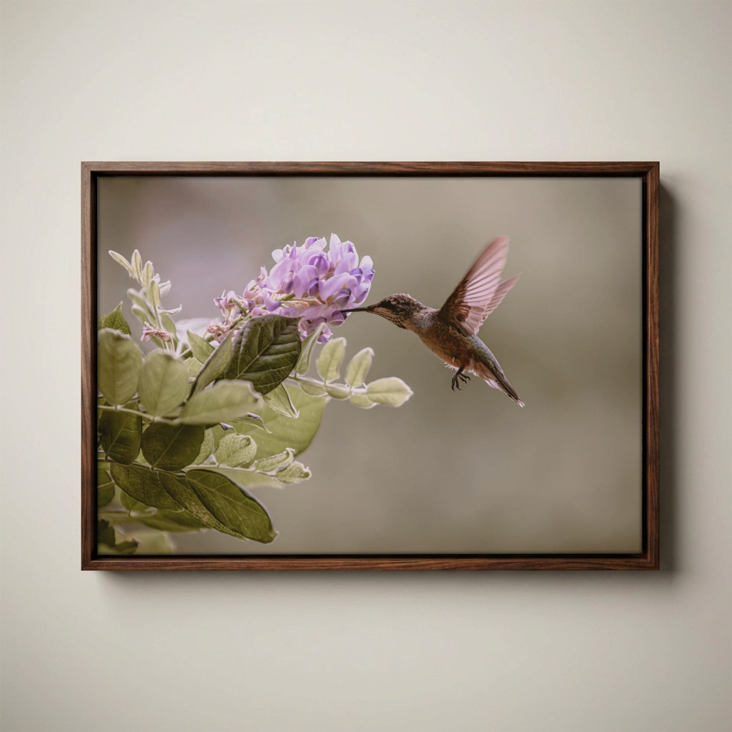 Hummingbird Photo Print - Wisteria Flower Art