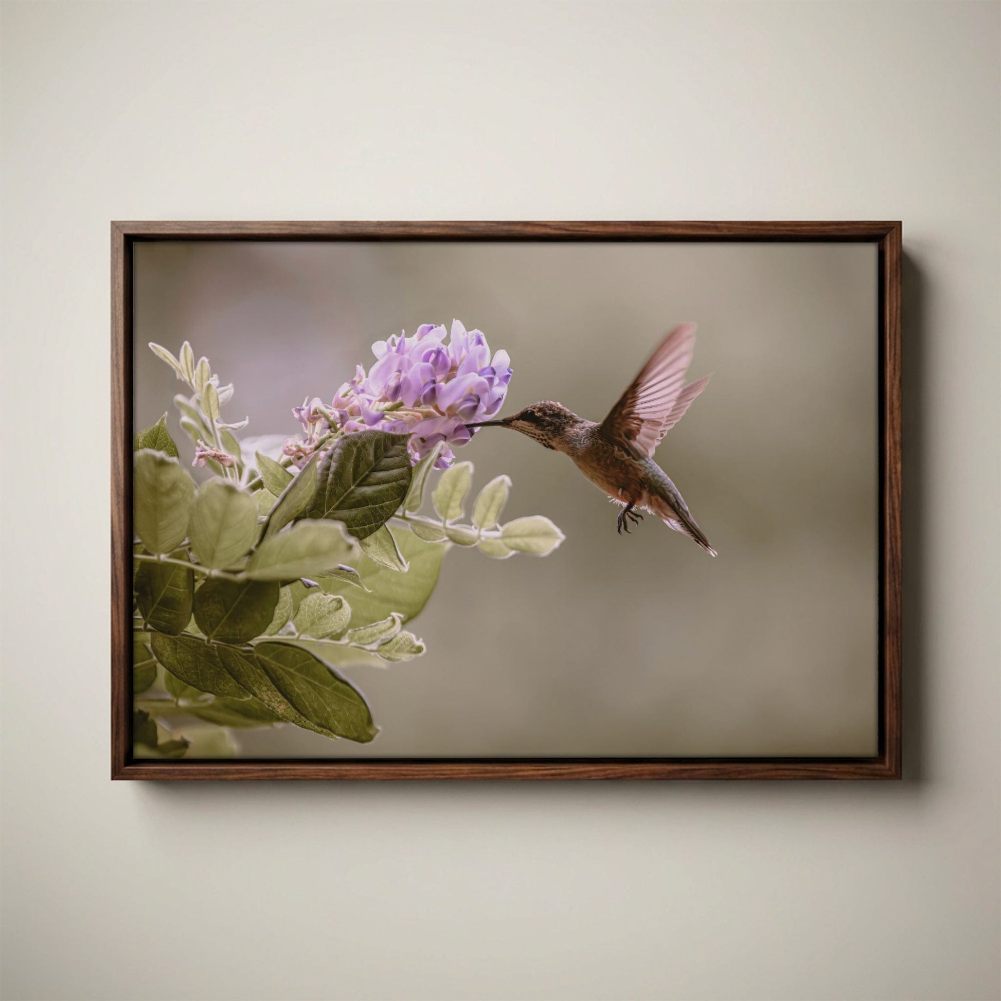Hummingbird Photo Print - Wisteria Flower Art