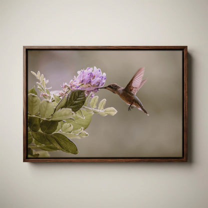 Hummingbird Photo Print - Wisteria Flower Art