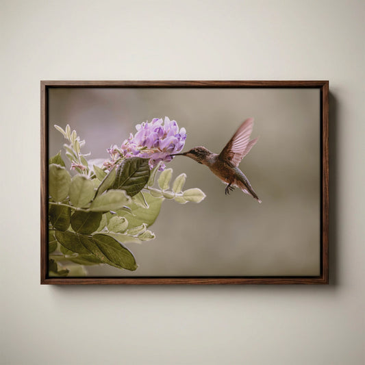Hummingbird Photo Print - Wisteria Flower Art