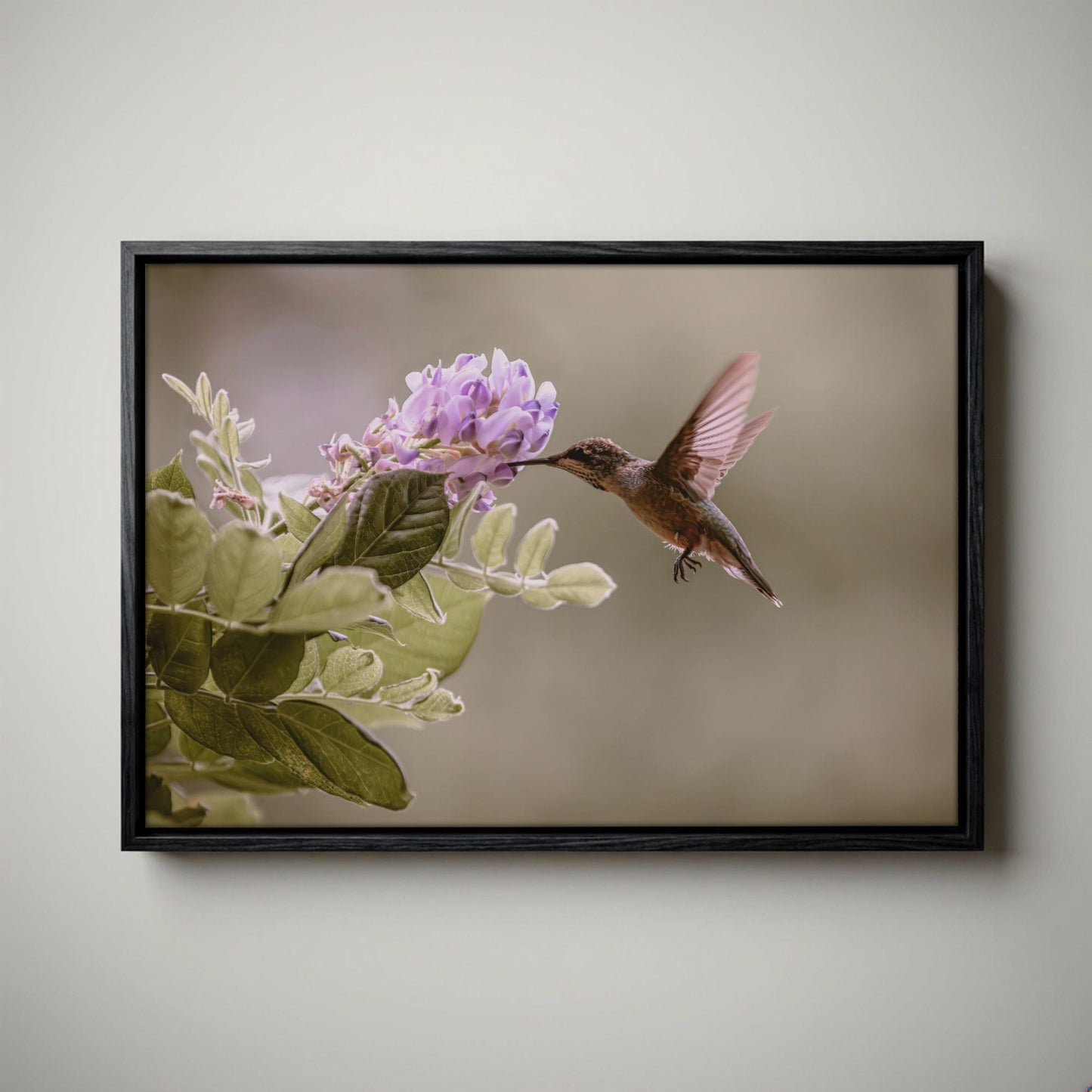 Hummingbird Photo Print - Wisteria Flower Art
