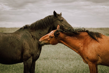 Large Horse Canvas Wall Art - Western Decor Mounted Photo Print / 12 x 18 Inches
