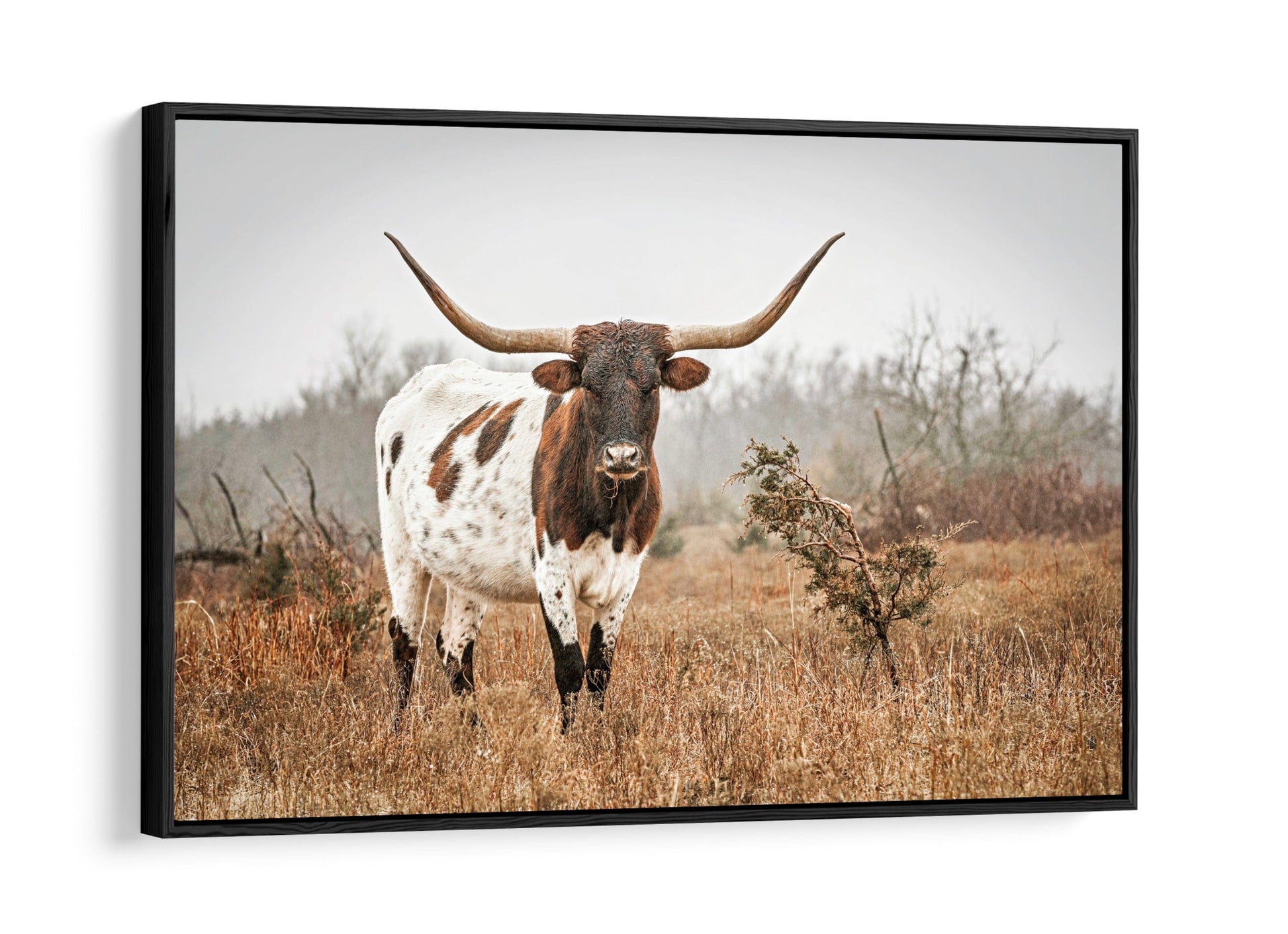 Large Longhorn Western Wall Art Canvas-Black Frame / 12 x 18 Inches Wall Art Teri James Photography