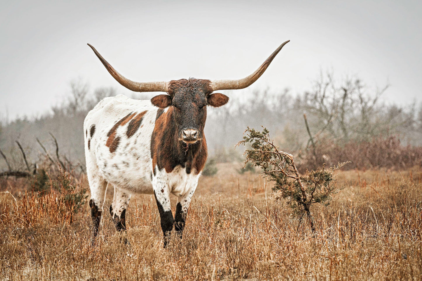 Large Longhorn Western Wall Art Paper Photo Print / 12 x 18 Inches Wall Art Teri James Photography