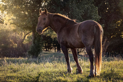 Large Western Wall Art - Horse Canvas Print Mounted Photo Print / 12 x 18 Inches