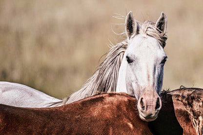 Large Wild Horse Artwork Paper Photo Print / 12 x 18 Inches Wall Art Teri James Photography