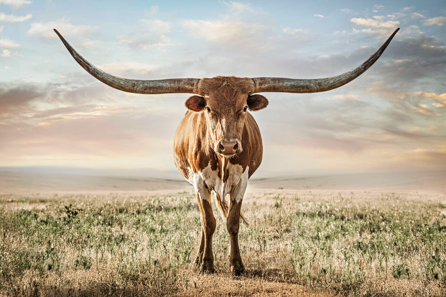Longhorn Artwork Canvas Print Wall Art Teri James Photography