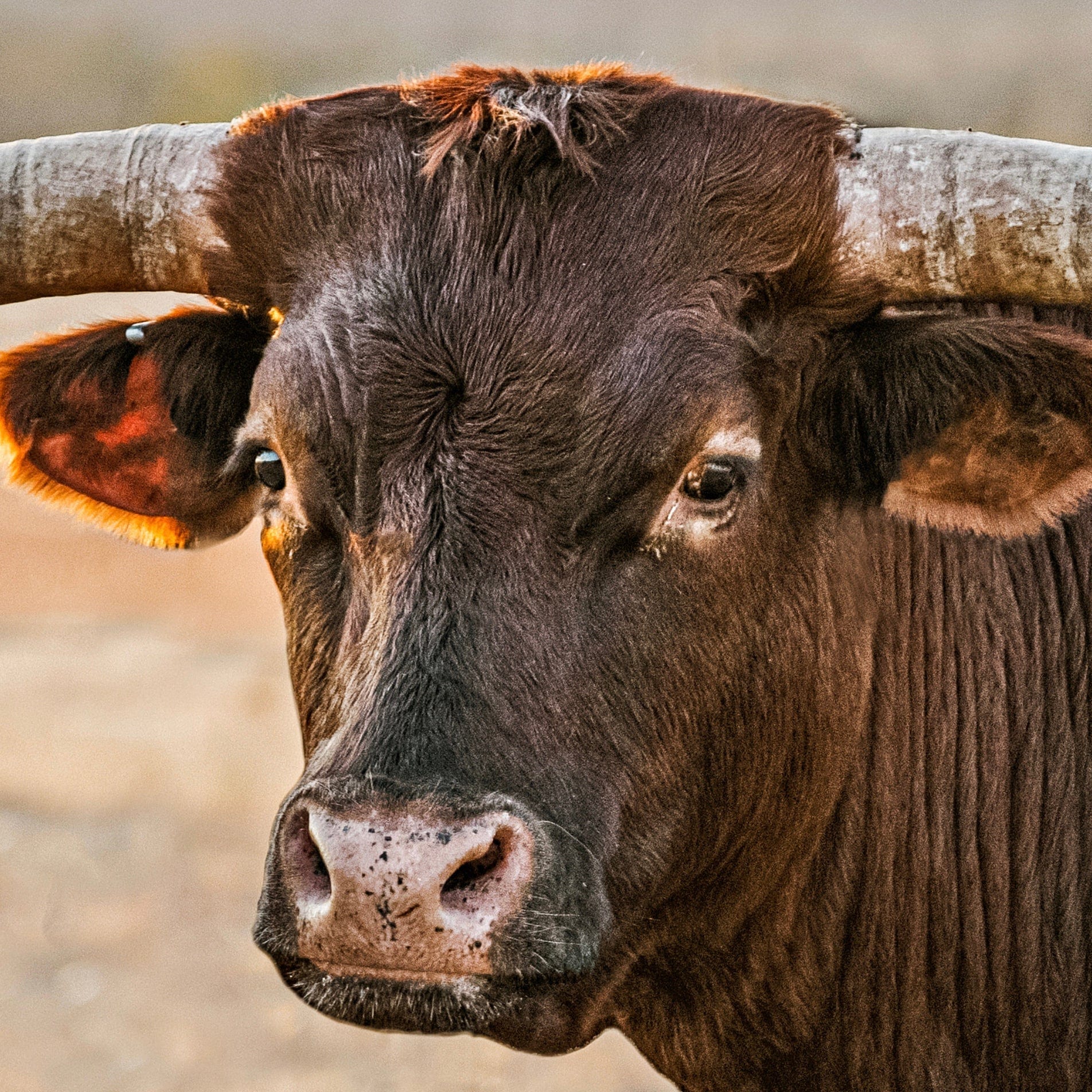 Longhorn Artwork Extra Large Canvas Triptych Wall Art Teri James Photography