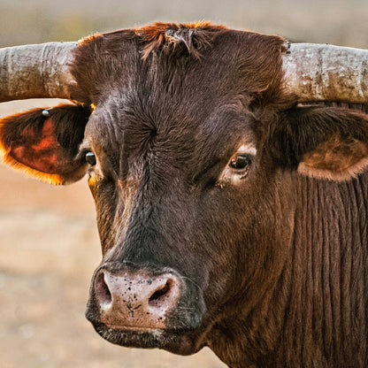 Longhorn Artwork Extra Large Canvas Triptych Wall Art Teri James Photography