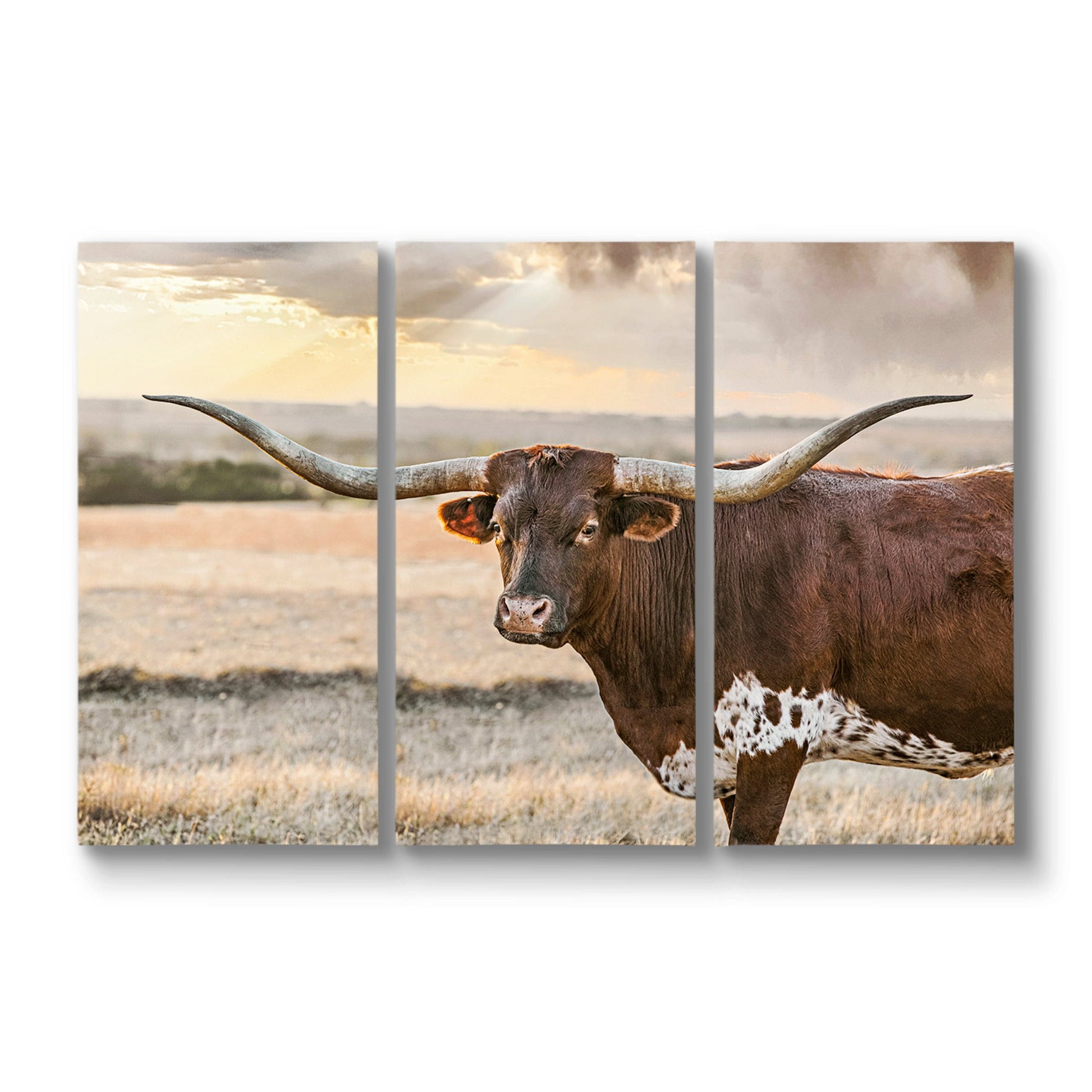 Longhorn Artwork Extra Large Canvas Triptych 48" x 72" (3 @ 24" x 48") Wall Art Teri James Photography