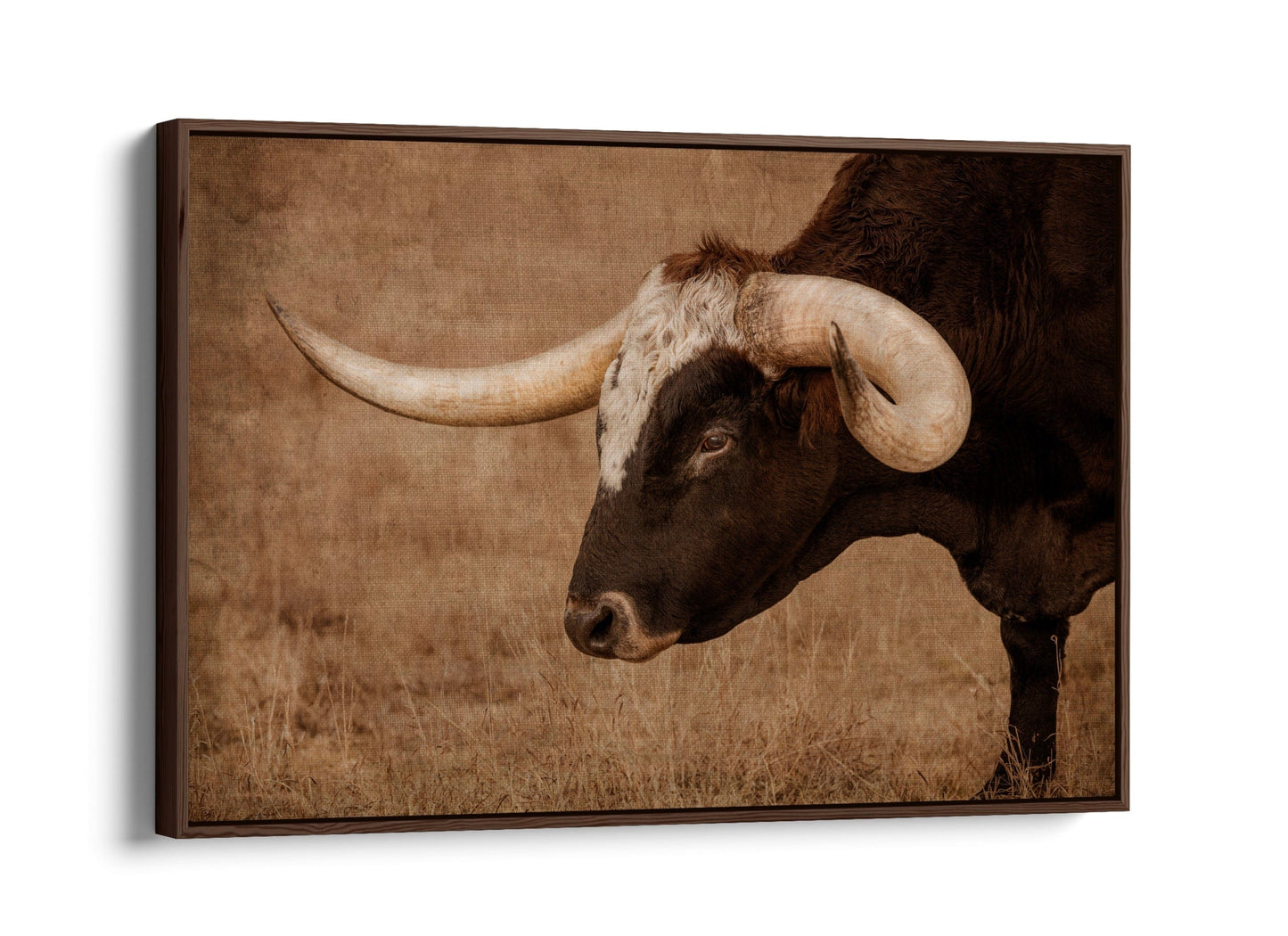 Longhorn Bull Closeup Canvas Print Canvas-Walnut Frame / 12 x 18 Inches Wall Art Teri James Photography
