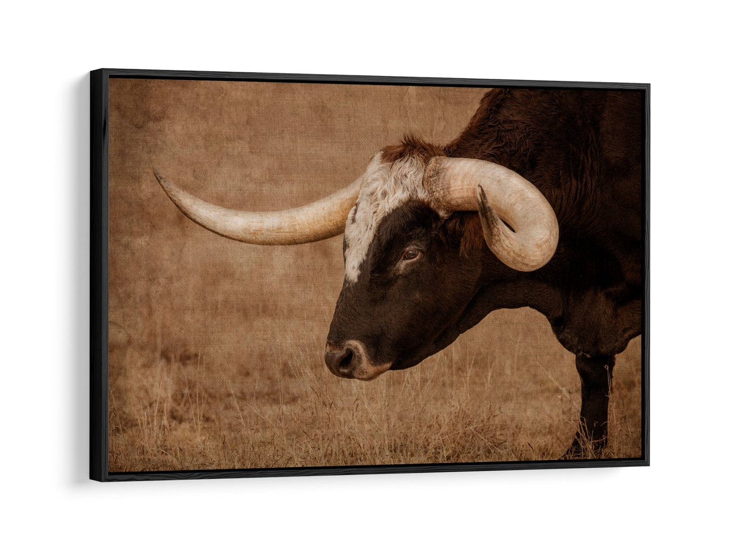 Longhorn Bull Closeup Canvas Print Canvas-Black Frame / 12 x 18 Inches Wall Art Teri James Photography