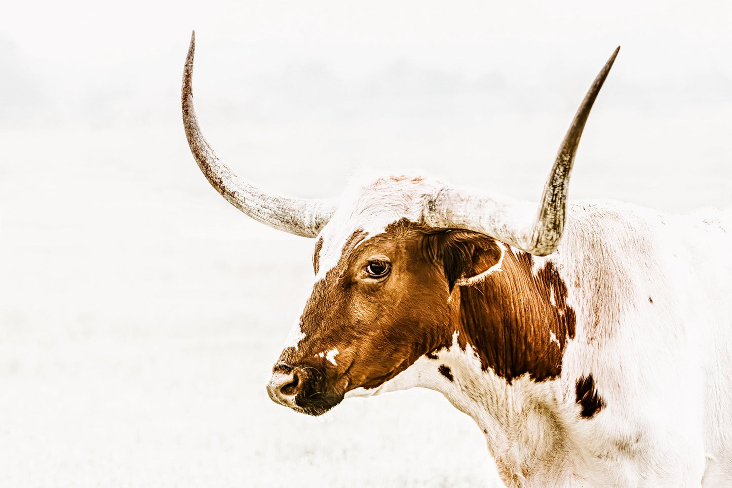 Longhorn Canvas in Sepia Browns Paper Photo Print / 12 x 18 Inches Wall Art Teri James Photography