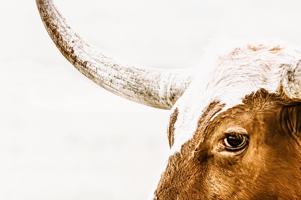 Teri James Photography Wall Art Longhorn Canvas in Sepia Browns