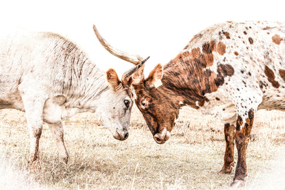 Longhorn Canvas Wall Art in Sepia Farmhouse Colors Paper Photo Print / 12 x 18 Inches Wall Art Teri James Photography