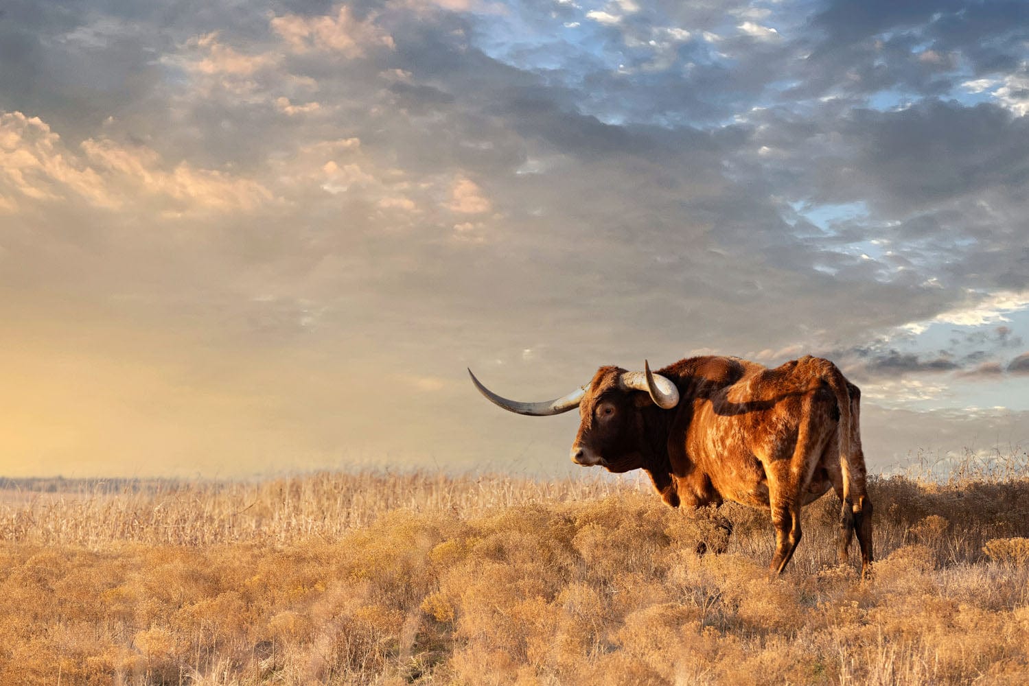 Longhorn Canvas Wall Art - Texas Longhorn Bull Paper Photo Print / 12 x 18 Inches Wall Art Teri James Photography