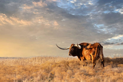 Longhorn Canvas Wall Art - Texas Longhorn Bull Paper Photo Print / 12 x 18 Inches Wall Art Teri James Photography