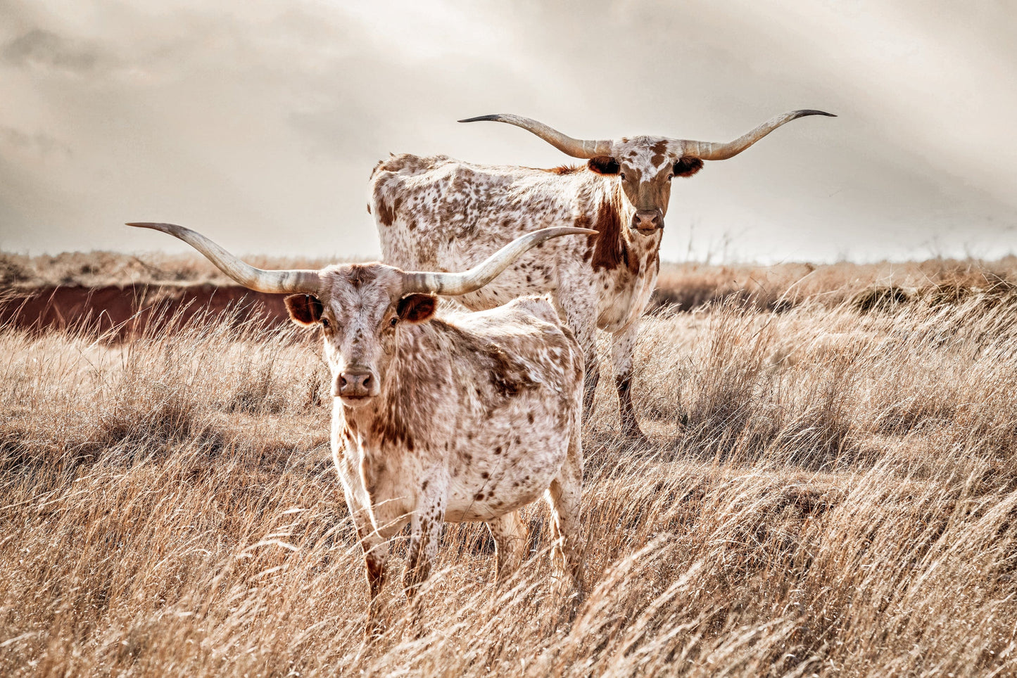 Longhorn Cattle Canvas Print Wall Art Teri James Photography