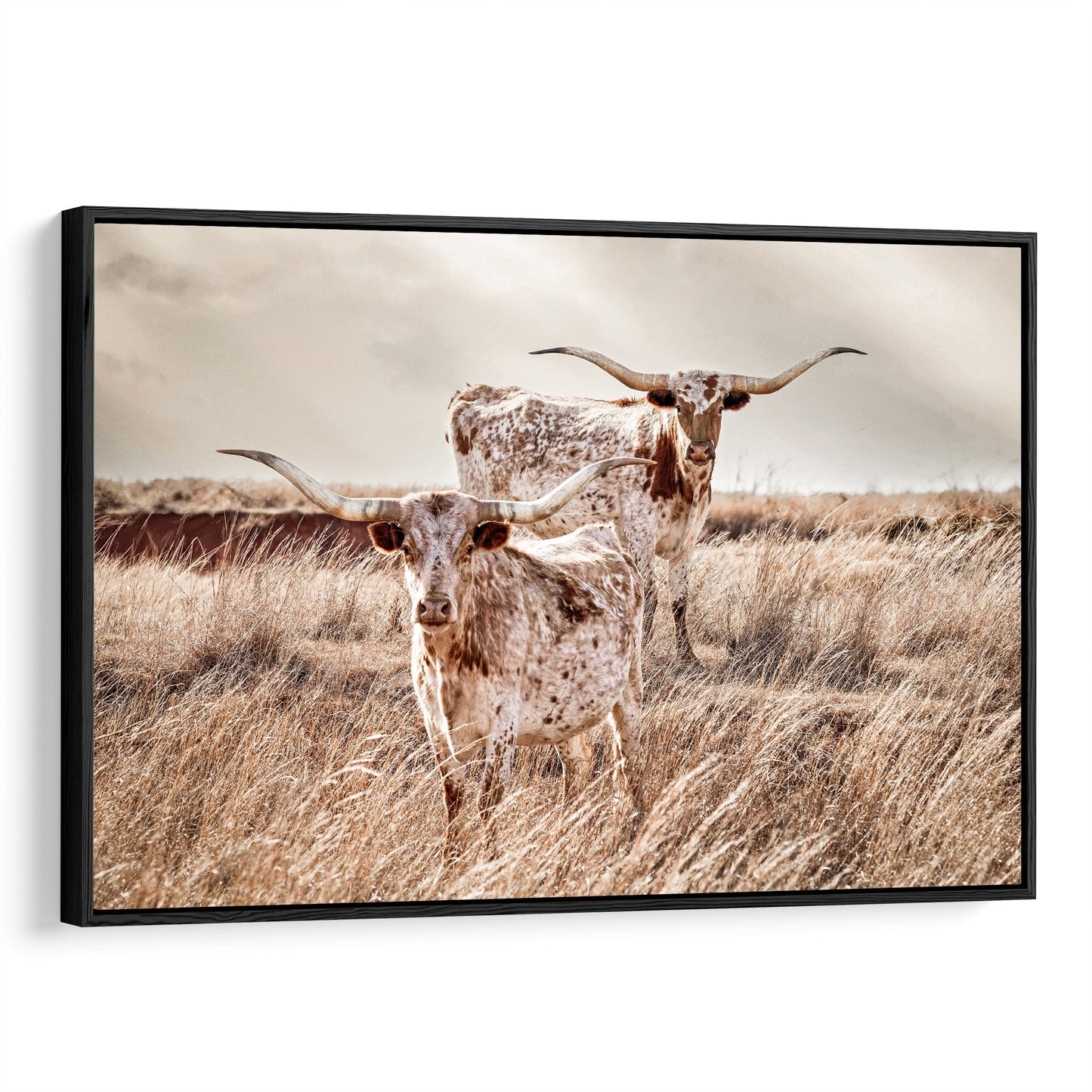 Longhorn Cattle Canvas Print Canvas-Black Frame / 12 x 18 Inches Wall Art Teri James Photography