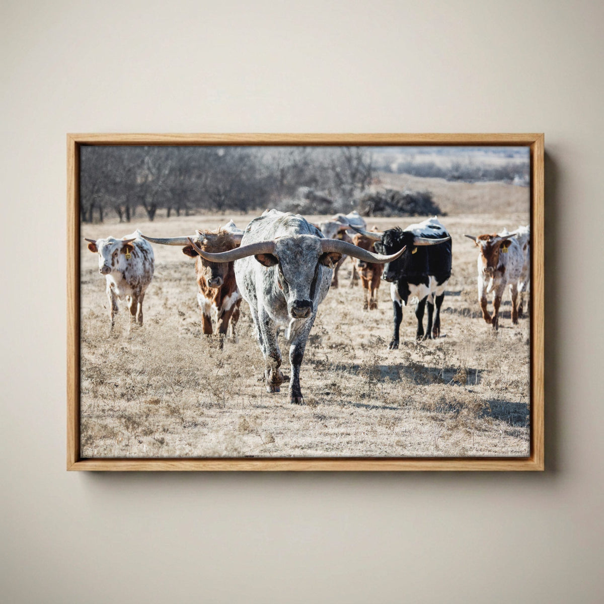 Longhorn Cattle Canvas – Texas Longhorn Art Rustic Canvas-Natural Oak Float Frame / 12 x 18 Inches