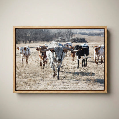 Longhorn Cattle Canvas – Texas Longhorn Art Rustic Canvas-Natural Oak Float Frame / 12 x 18 Inches