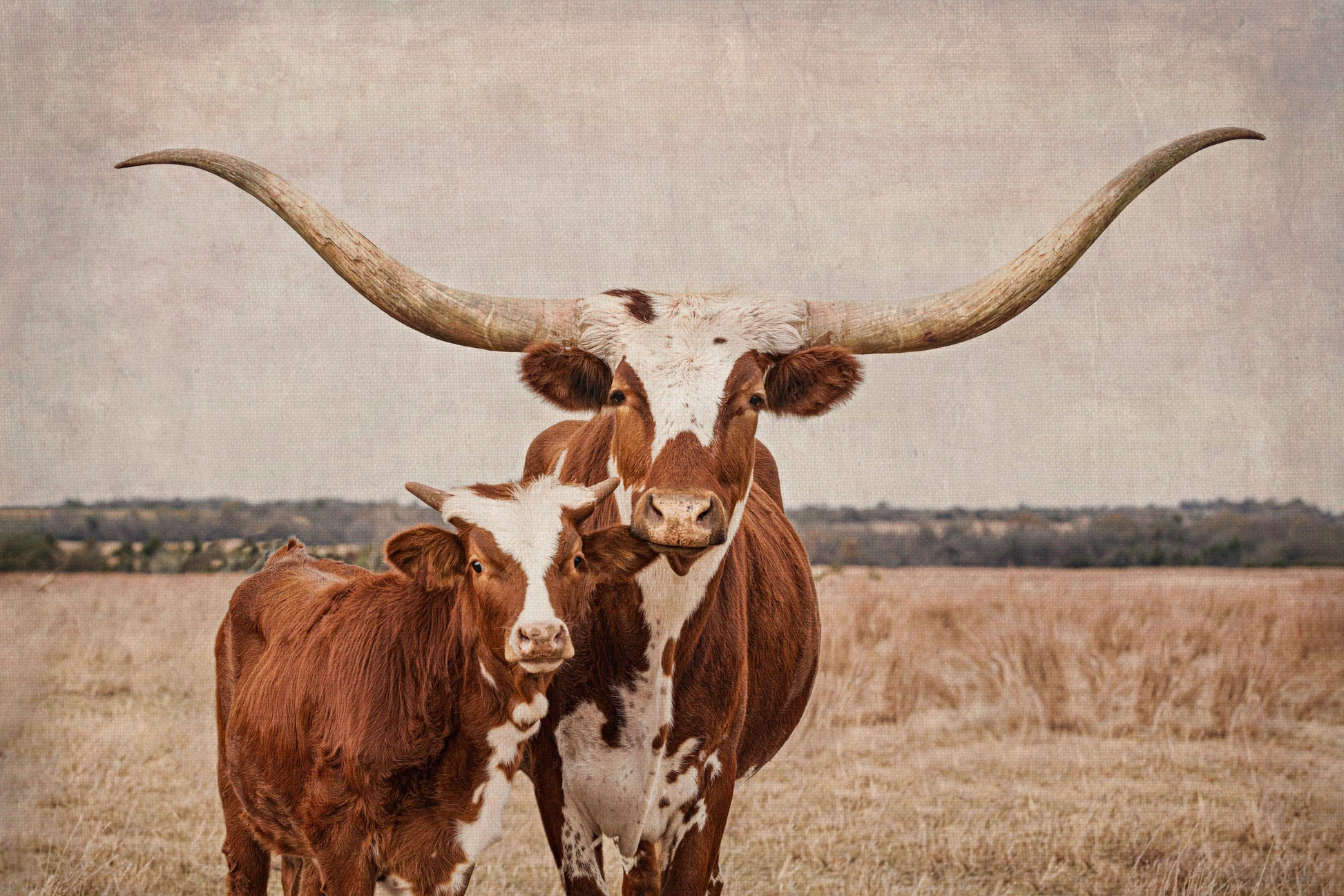 Longhorn Cow & Calf Nursery Decor Paper Photo Print / 12 x 18 Inches Wall Art Teri James Photography