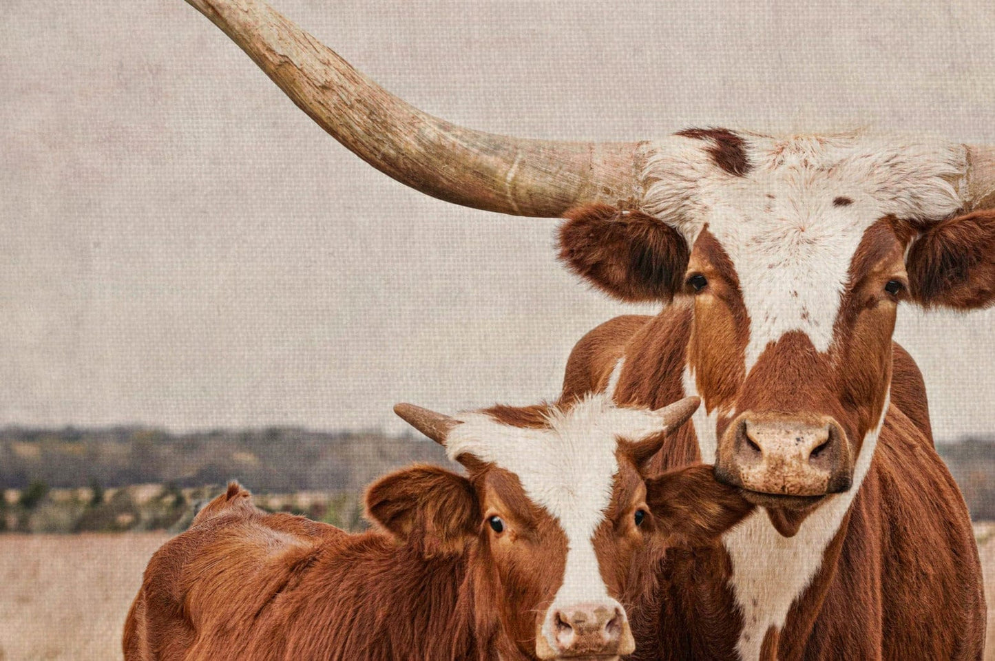 Longhorn Cow & Calf Nursery Decor Wall Art Teri James Photography
