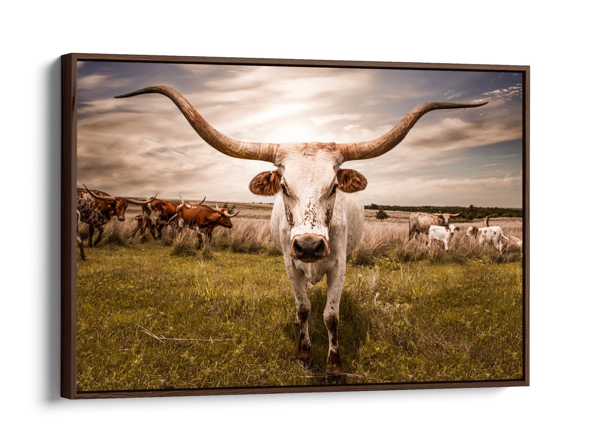 Longhorn Cow Canvas Print Wall Art Teri James Photography