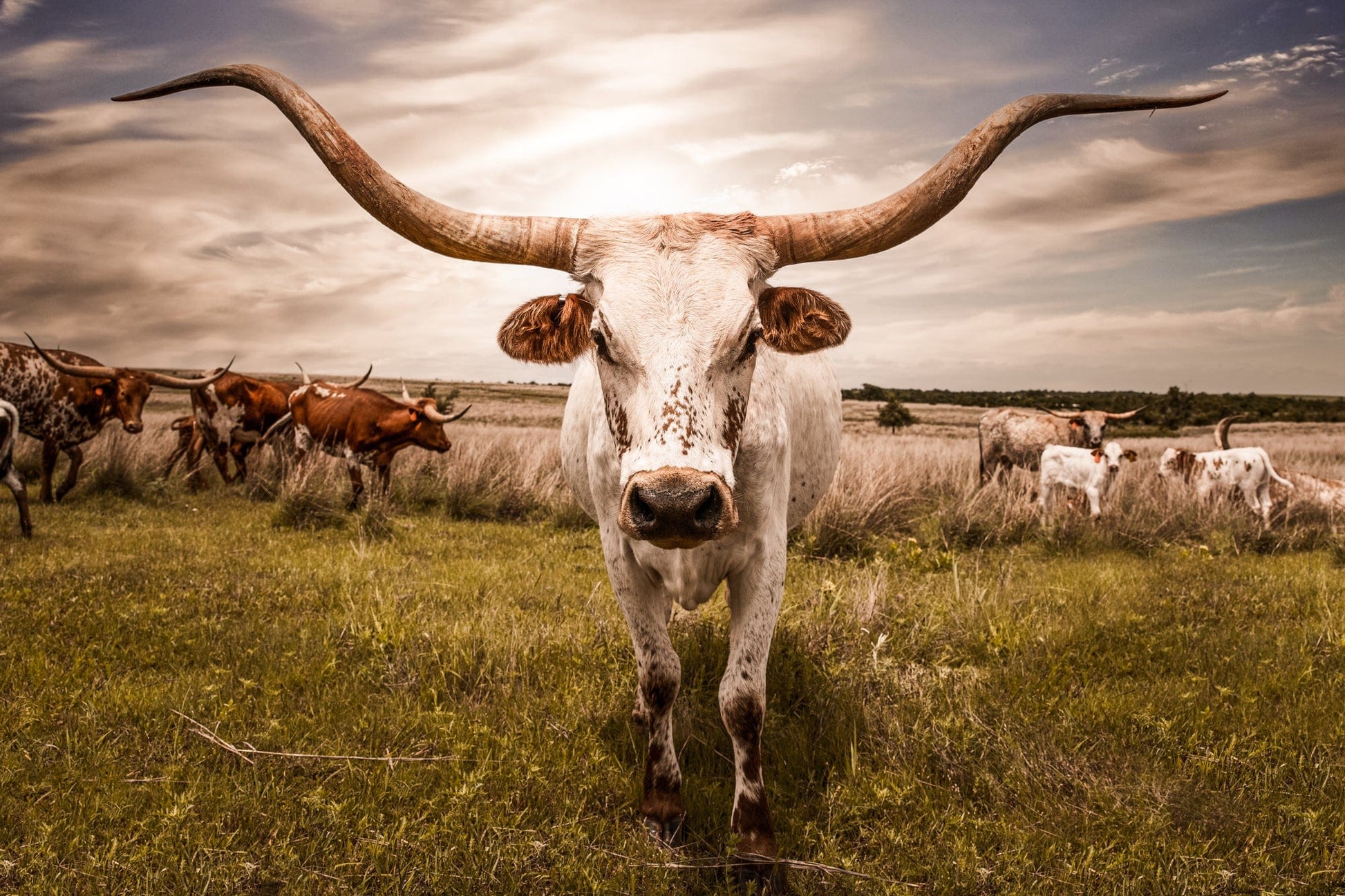 Longhorn Cow Canvas Print Paper Photo Print / 12 x 18 Inches Wall Art Teri James Photography