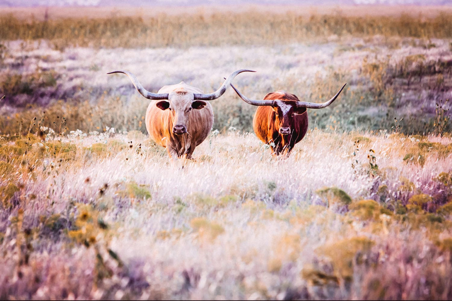 Longhorn Cows in Colorful Pasture Canvas Paper Photo Print / 12 x 18 Inches Wall Art Teri James Photography