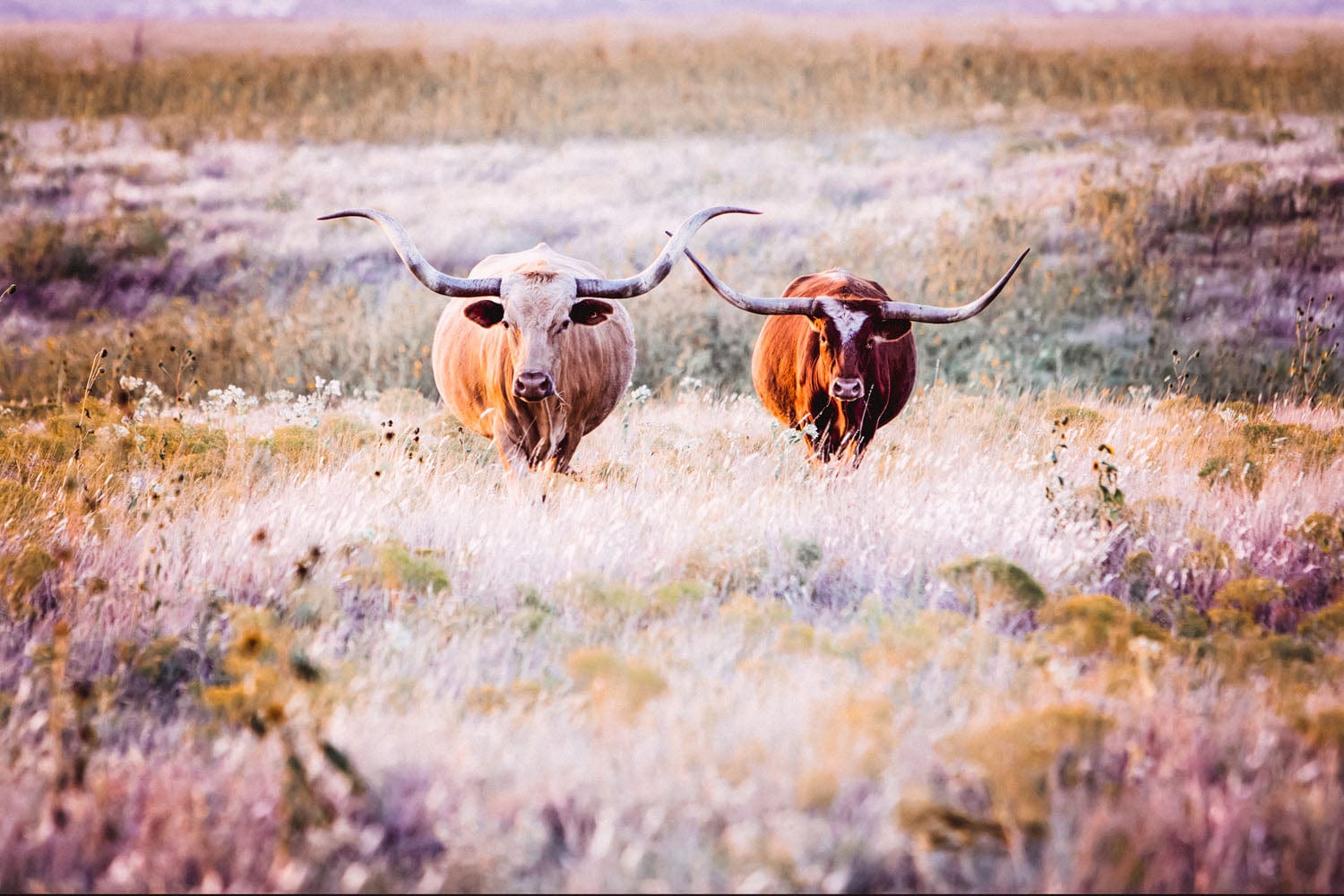 Longhorn Cows in Colorful Pasture Canvas Paper Photo Print / 12 x 18 Inches Wall Art Teri James Photography