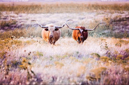 Longhorn Cows in Colorful Pasture Canvas Paper Photo Print / 12 x 18 Inches Wall Art Teri James Photography
