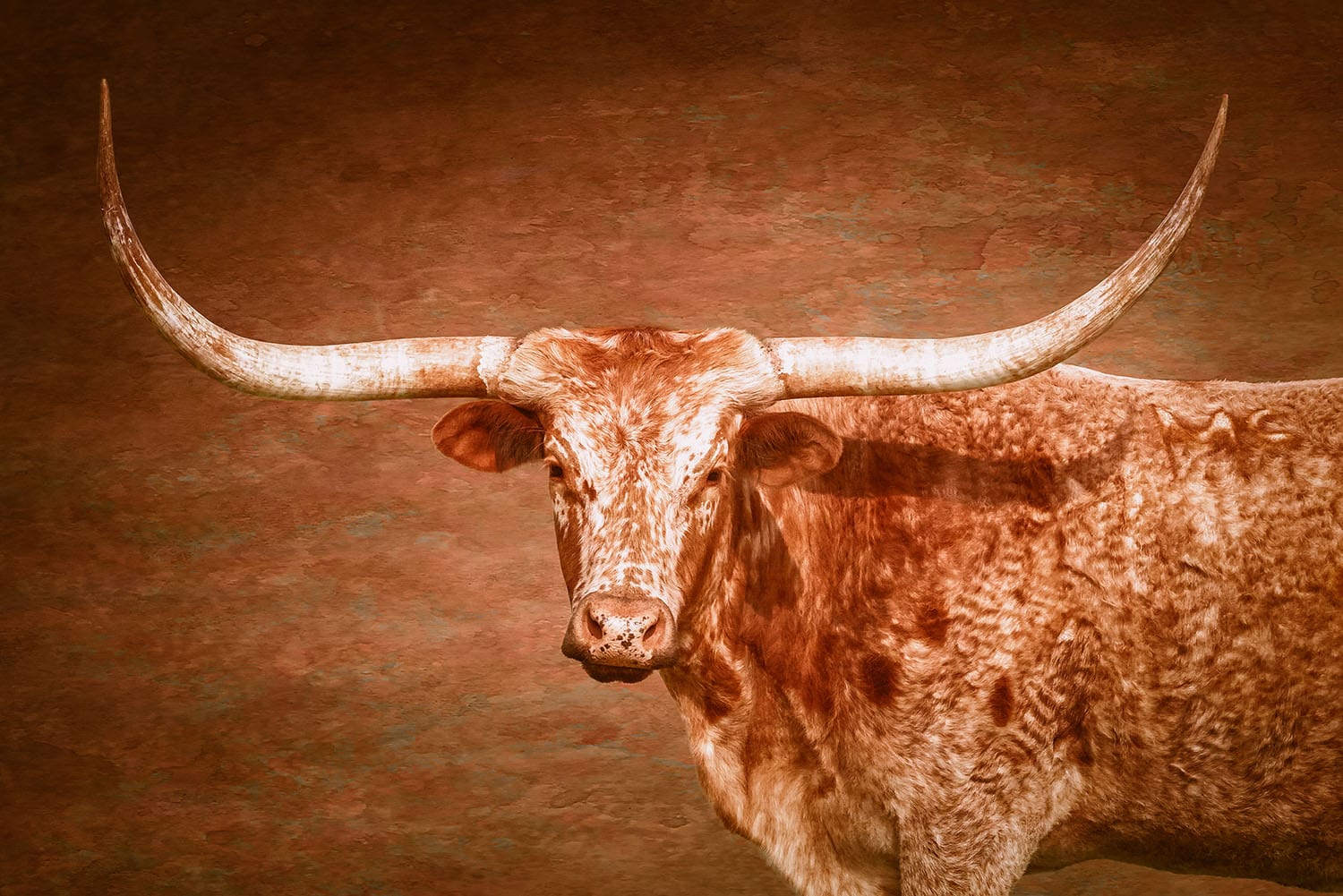 Longhorn Float Framed Canvas Paper Photo Print / 12 x 18 Inches Wall Art Teri James Photography